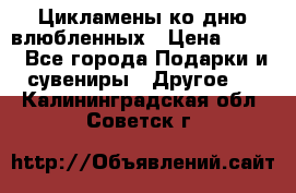 Цикламены ко дню влюбленных › Цена ­ 180 - Все города Подарки и сувениры » Другое   . Калининградская обл.,Советск г.